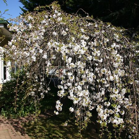 فيلا Carawatha Gardens برايت المظهر الخارجي الصورة