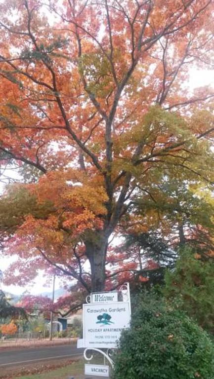 فيلا Carawatha Gardens برايت الغرفة الصورة